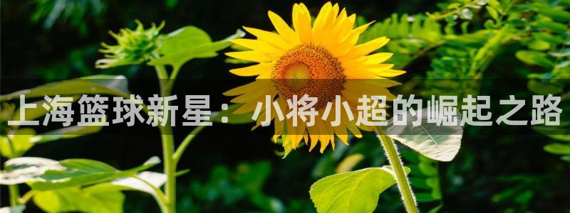 飞速足球直播：上海篮球新星：小将小超的崛起之路